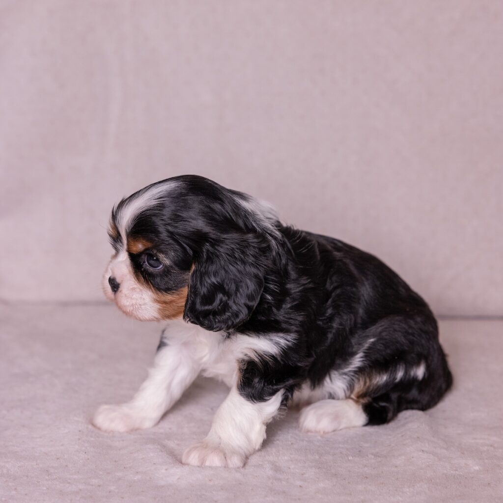 cavalier king charles puppies for sale pa