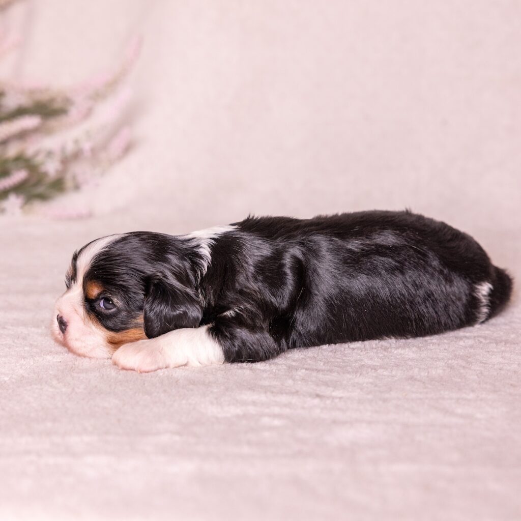 cavalier king charles puppies for sale pa