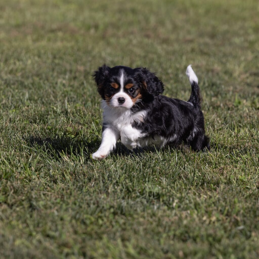 cavalier king charles puppies for sale pa