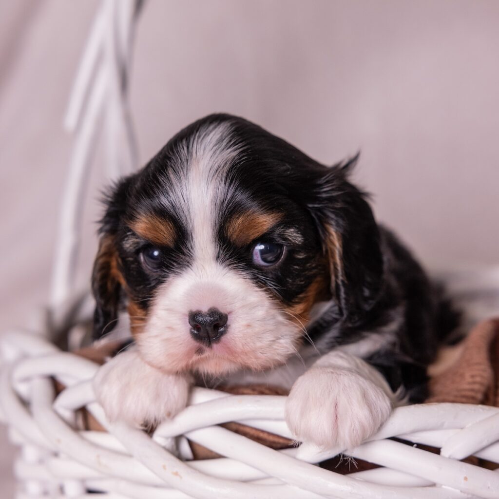 cavalier king charles puppies for sale vet checked