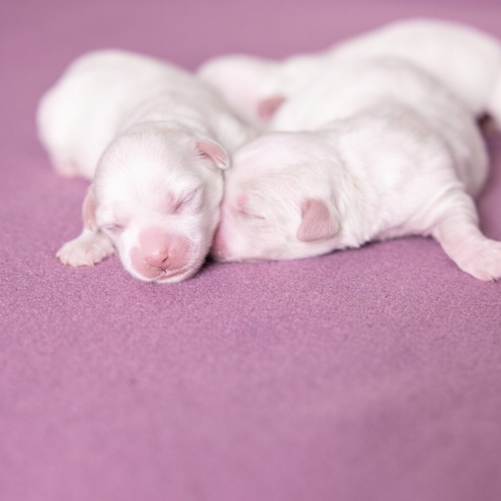 coton de tulear breeders near me