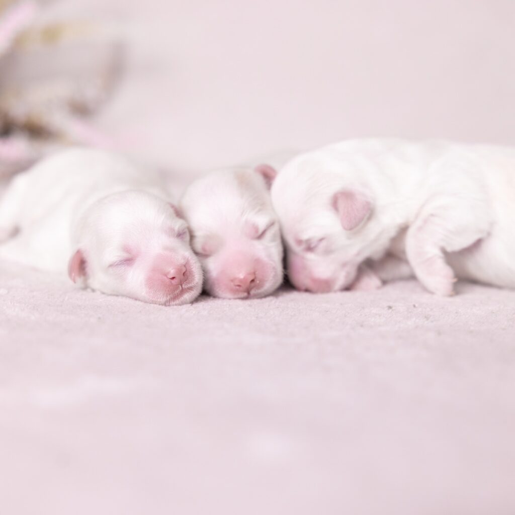 coton de tulear breeders near me nj