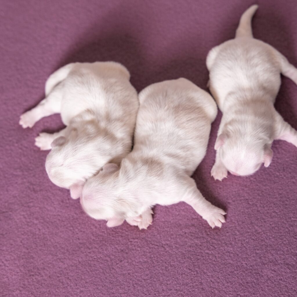 coton de tulear breeders near me ny
