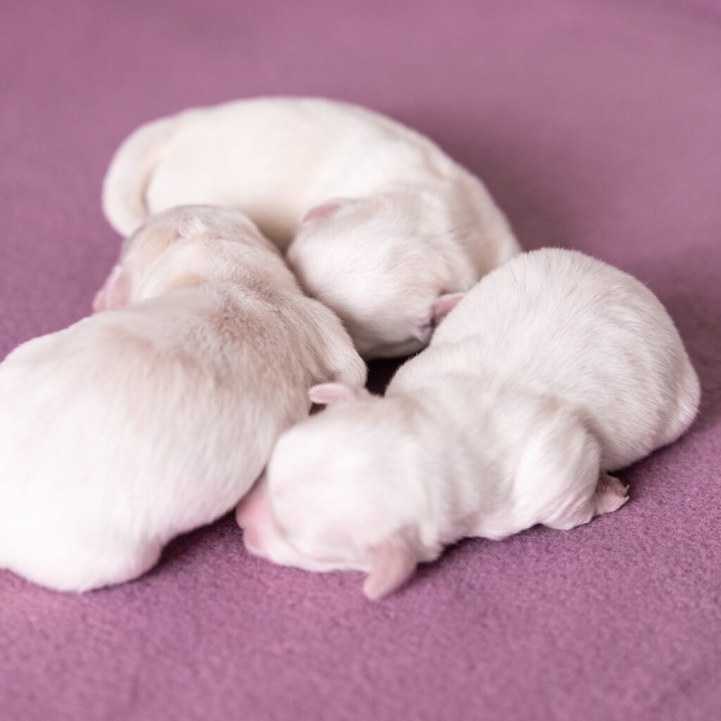 coton de tulear breeders near me pa