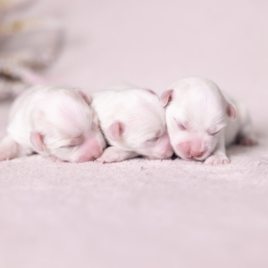 coton de tulear breeders near me vet checked