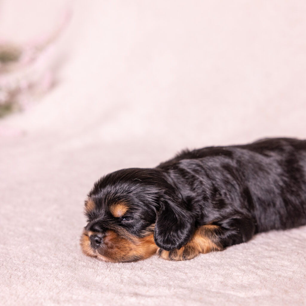 king charles cavalier for sale