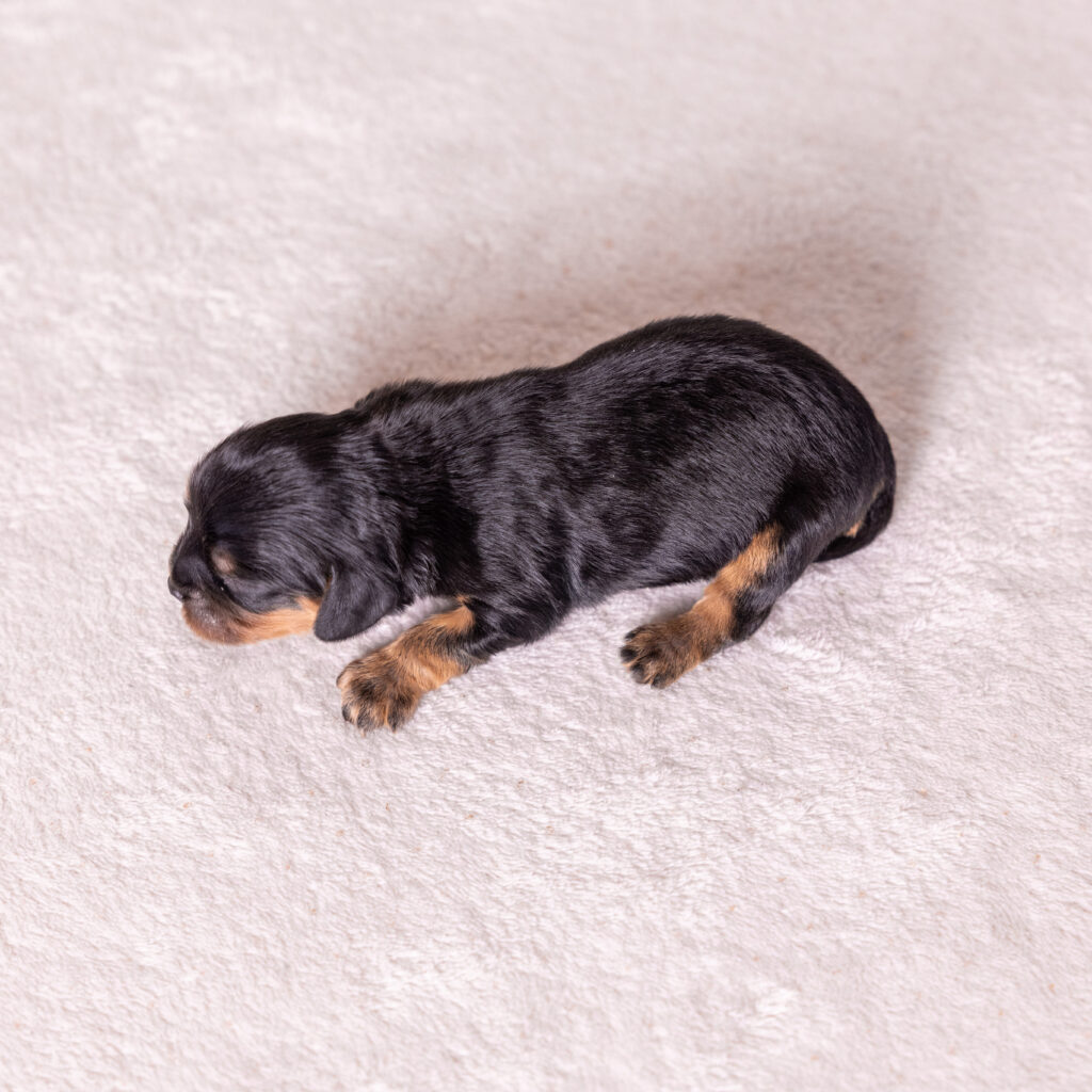 king charles cavalier for sale