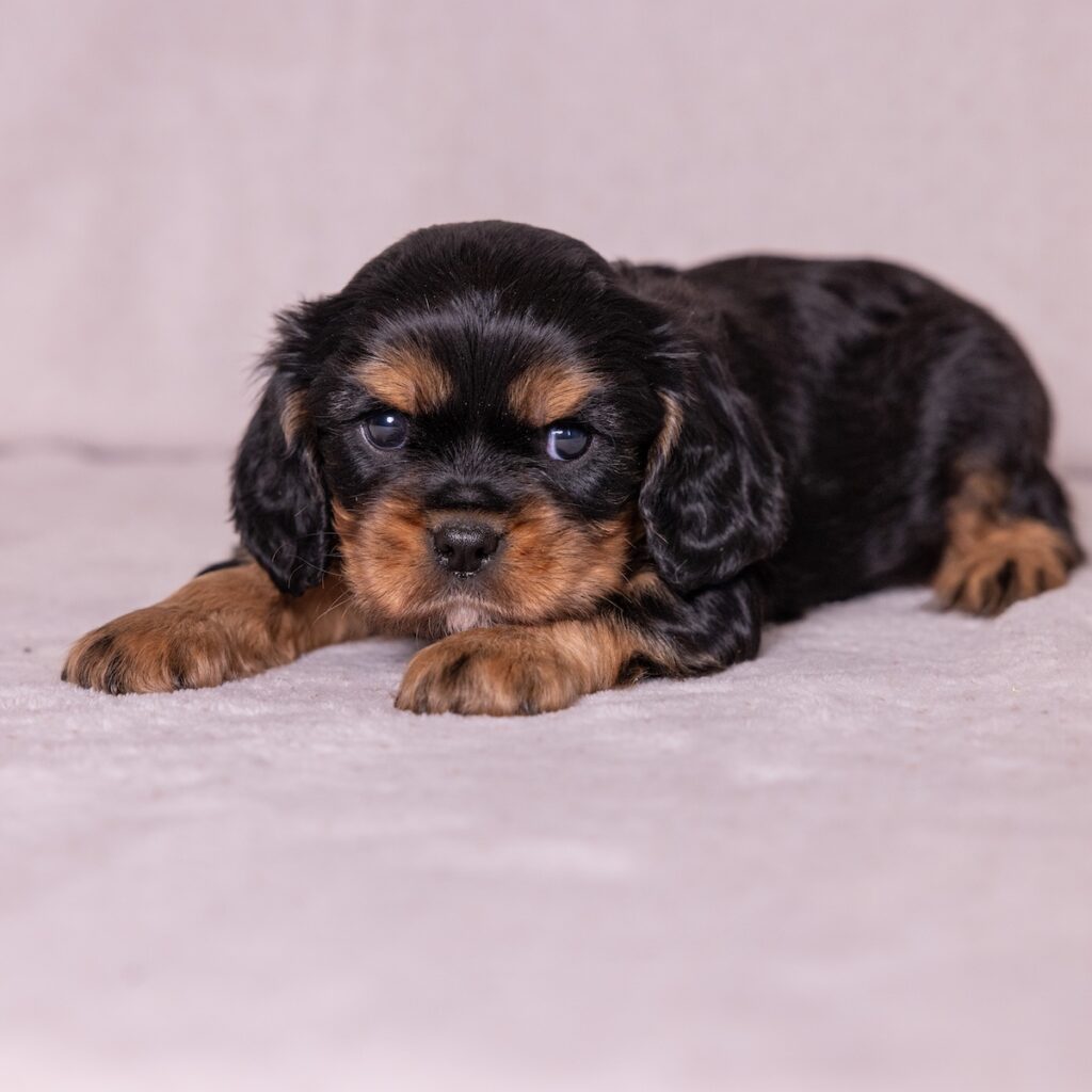 king charles cavalier for sale
