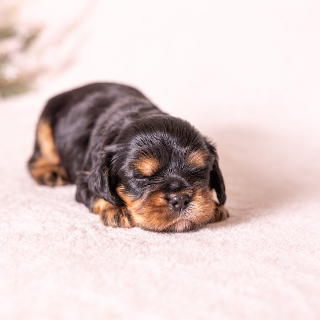 king charles cavalier for sale near me