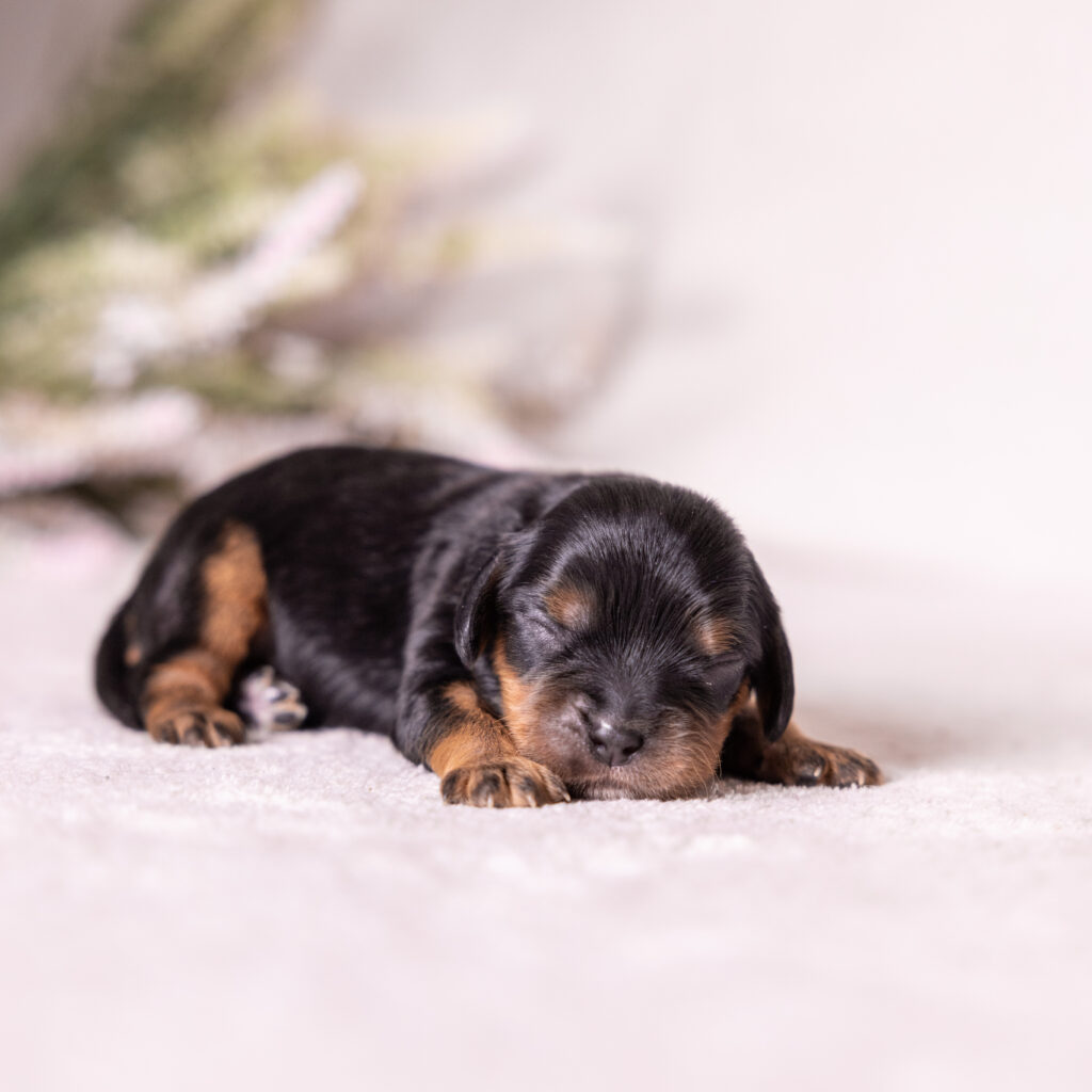 king charles cavalier for sale near me