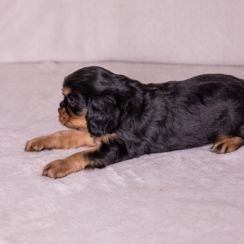 king charles cavalier for sale near me