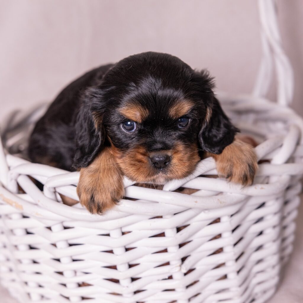 king charles cavalier for sale near me nj