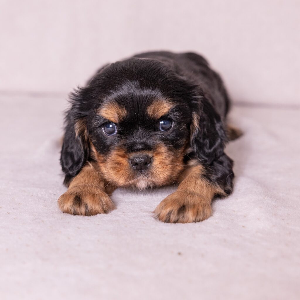king charles cavalier for sale near me ny