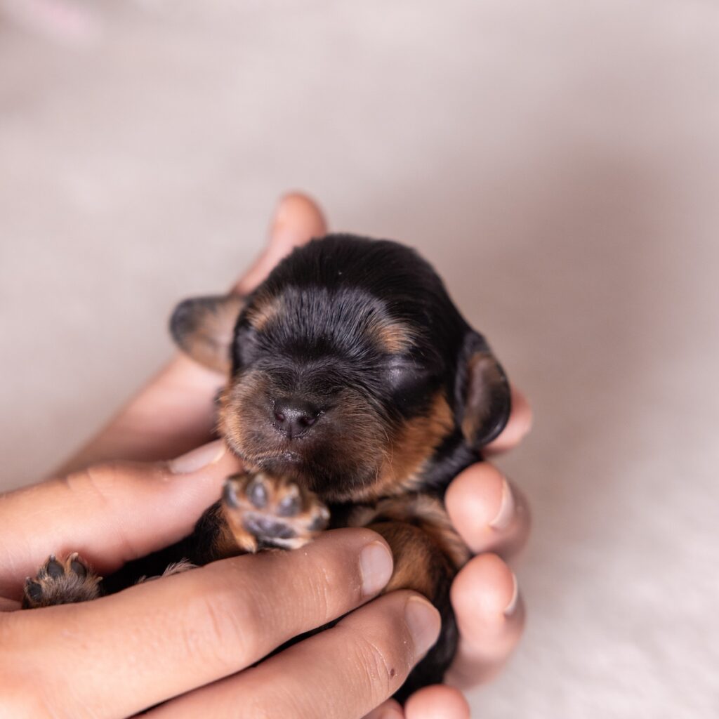 king charles cavalier for sale near me ny