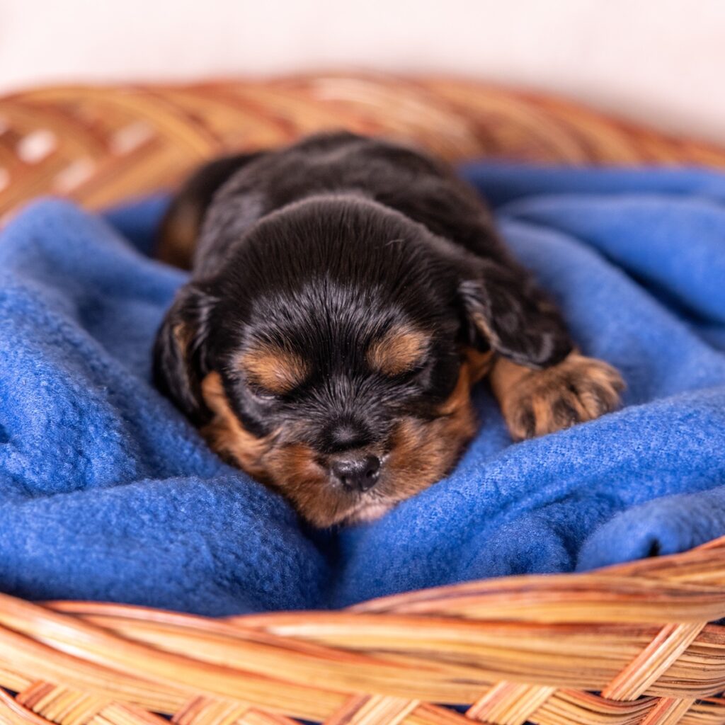 king charles cavalier for sale near me pa