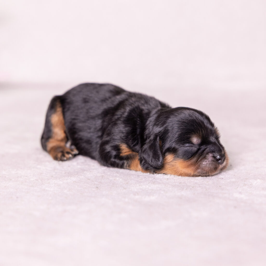 king charles cavalier for sale near me pa
