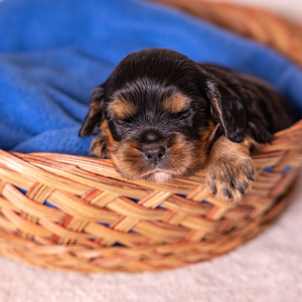 king charles cavalier for sale near ny