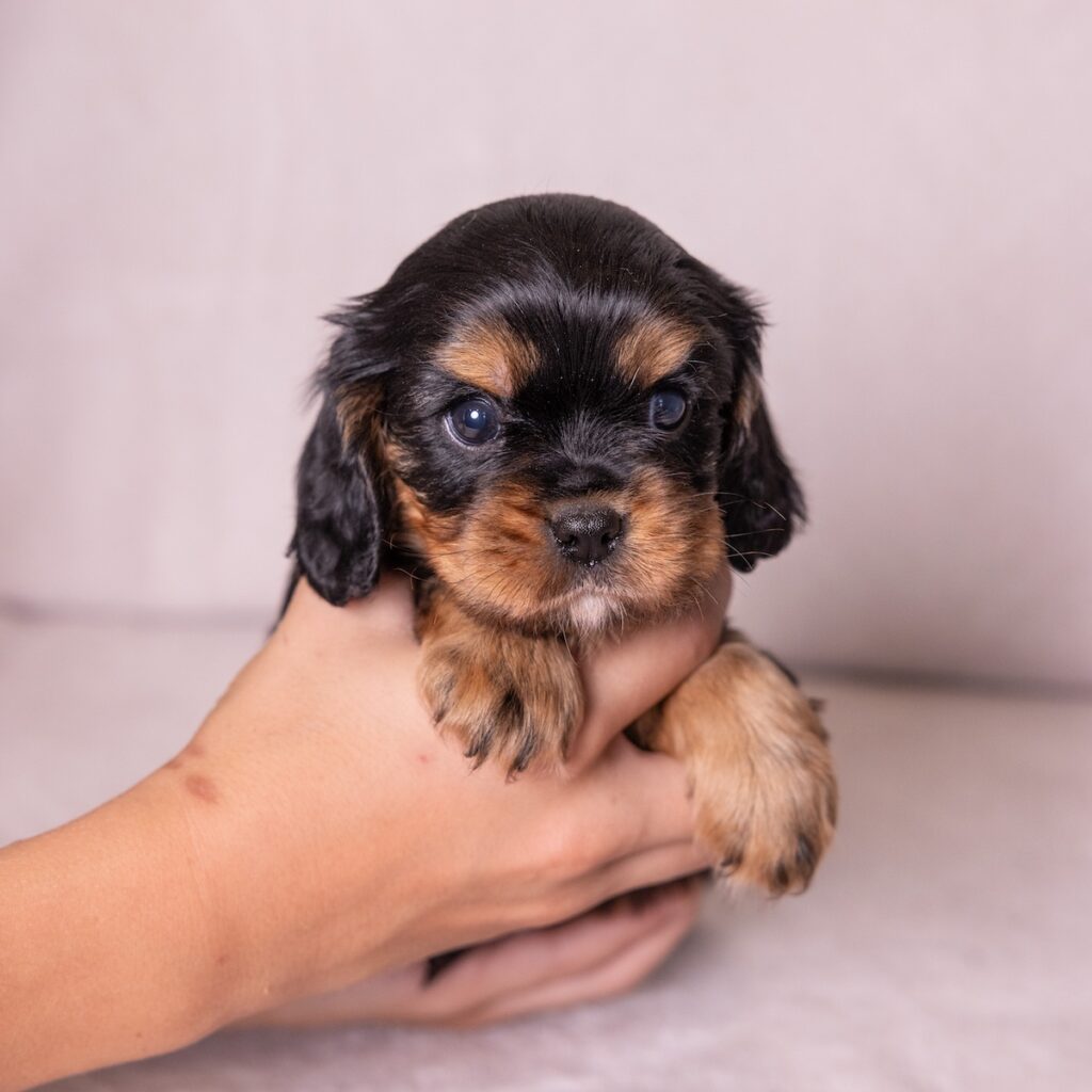 king charles cavalier for sale pa