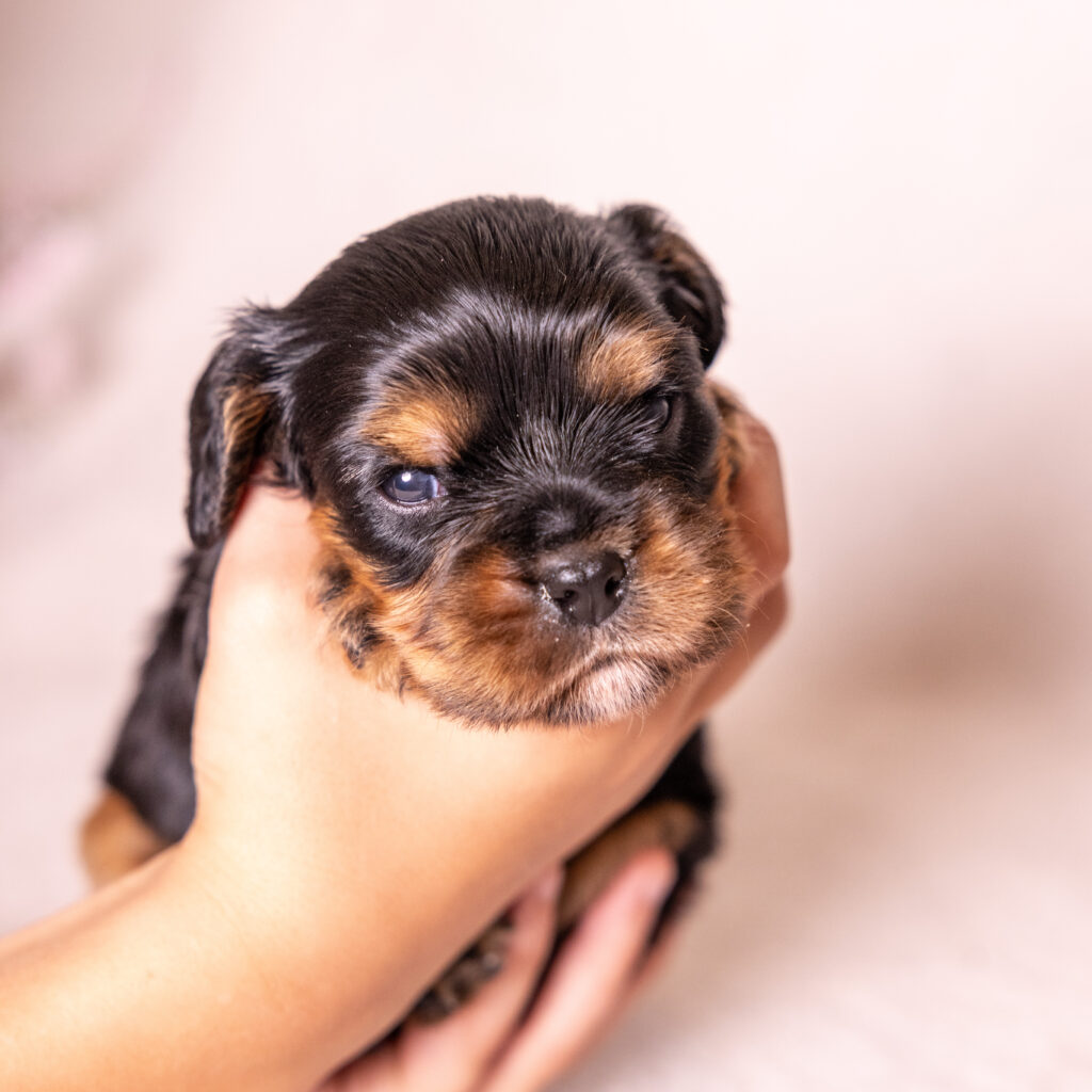 king charles cavalier for sale pa