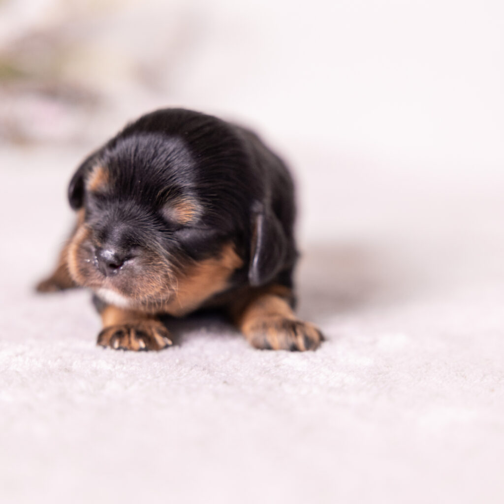 king charles cavalier for sale puppies with vet check