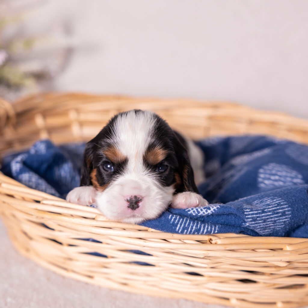 tri color King Charles Cavalier