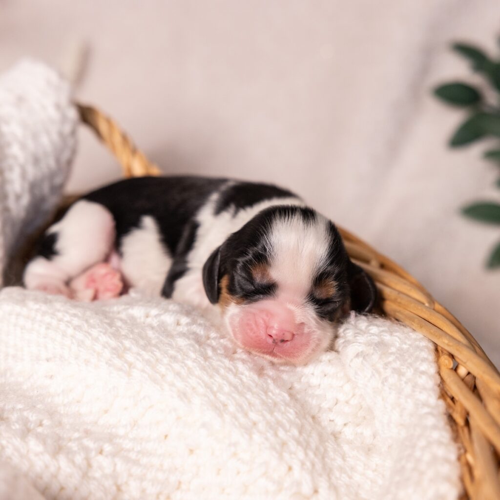 tri color King Charles Cavalier