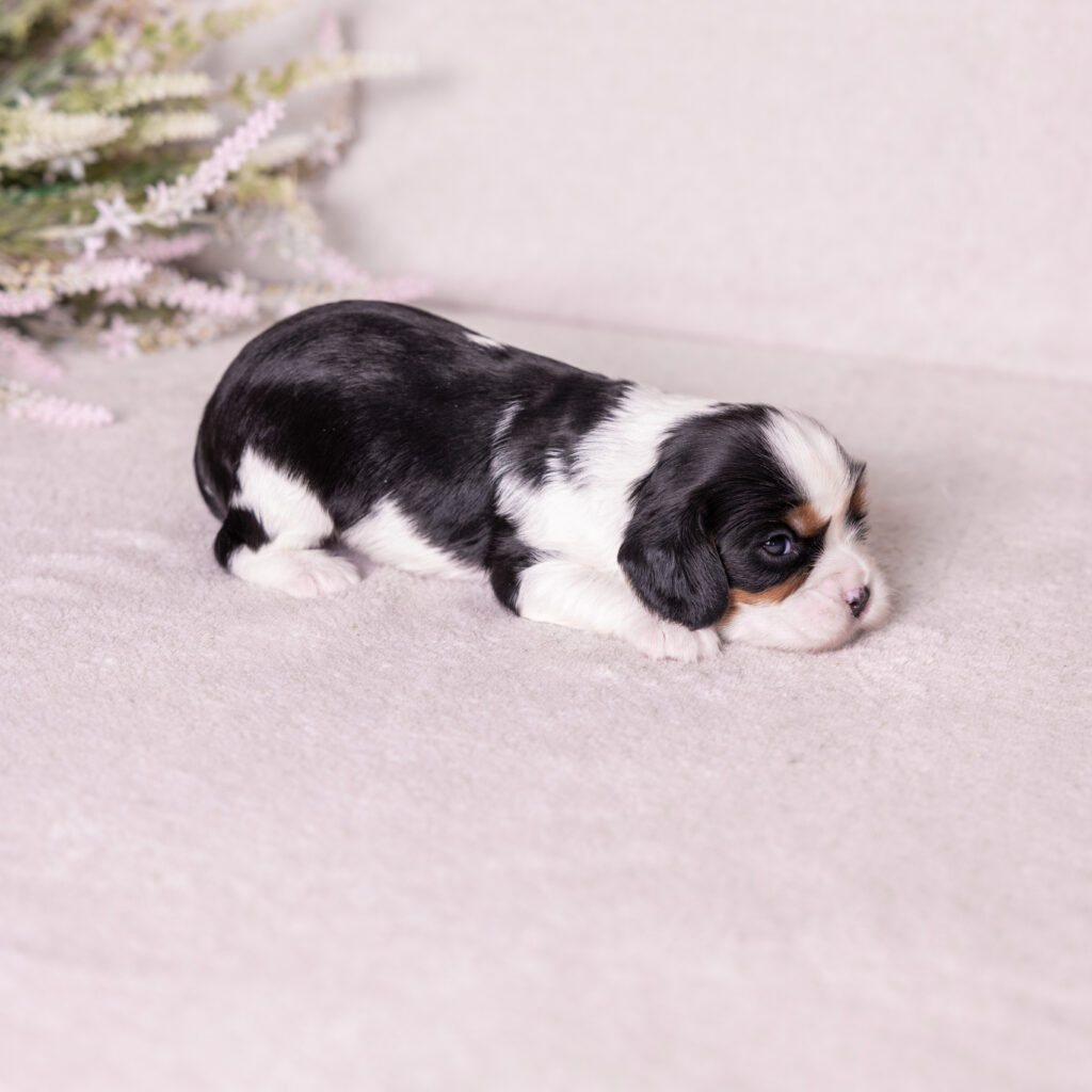 tri color King Charles Cavalier puppies
