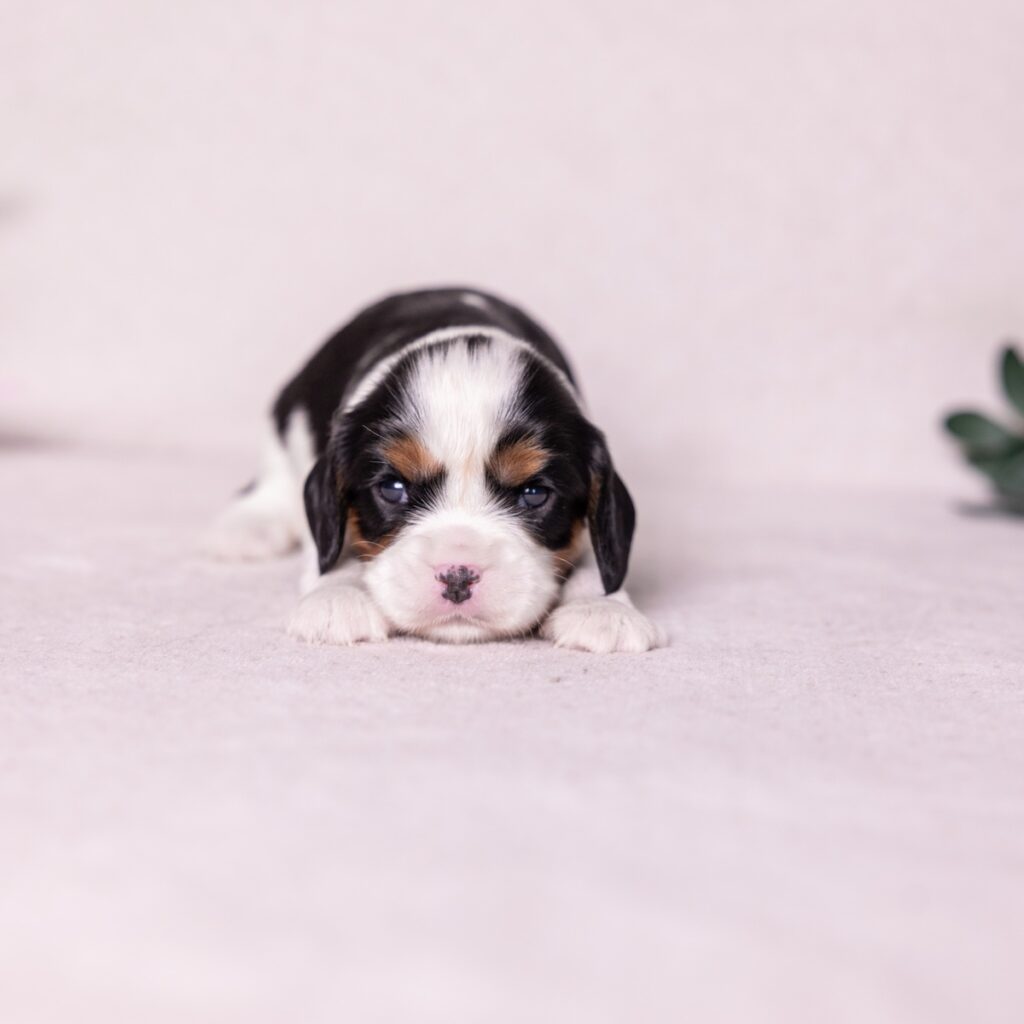 tri color King Charles Cavalier puppies for sale near me pa