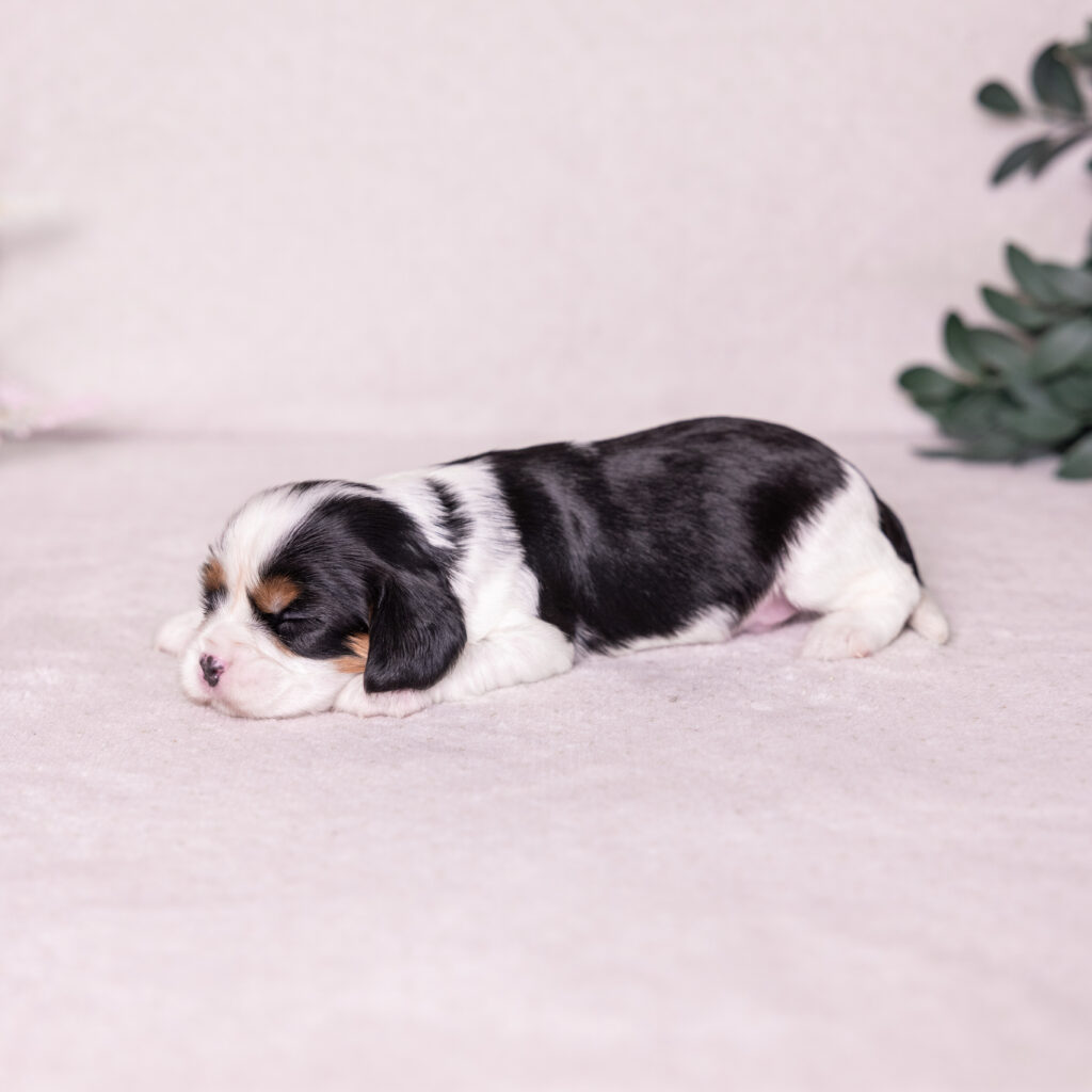 tri color King Charles Cavalier puppy