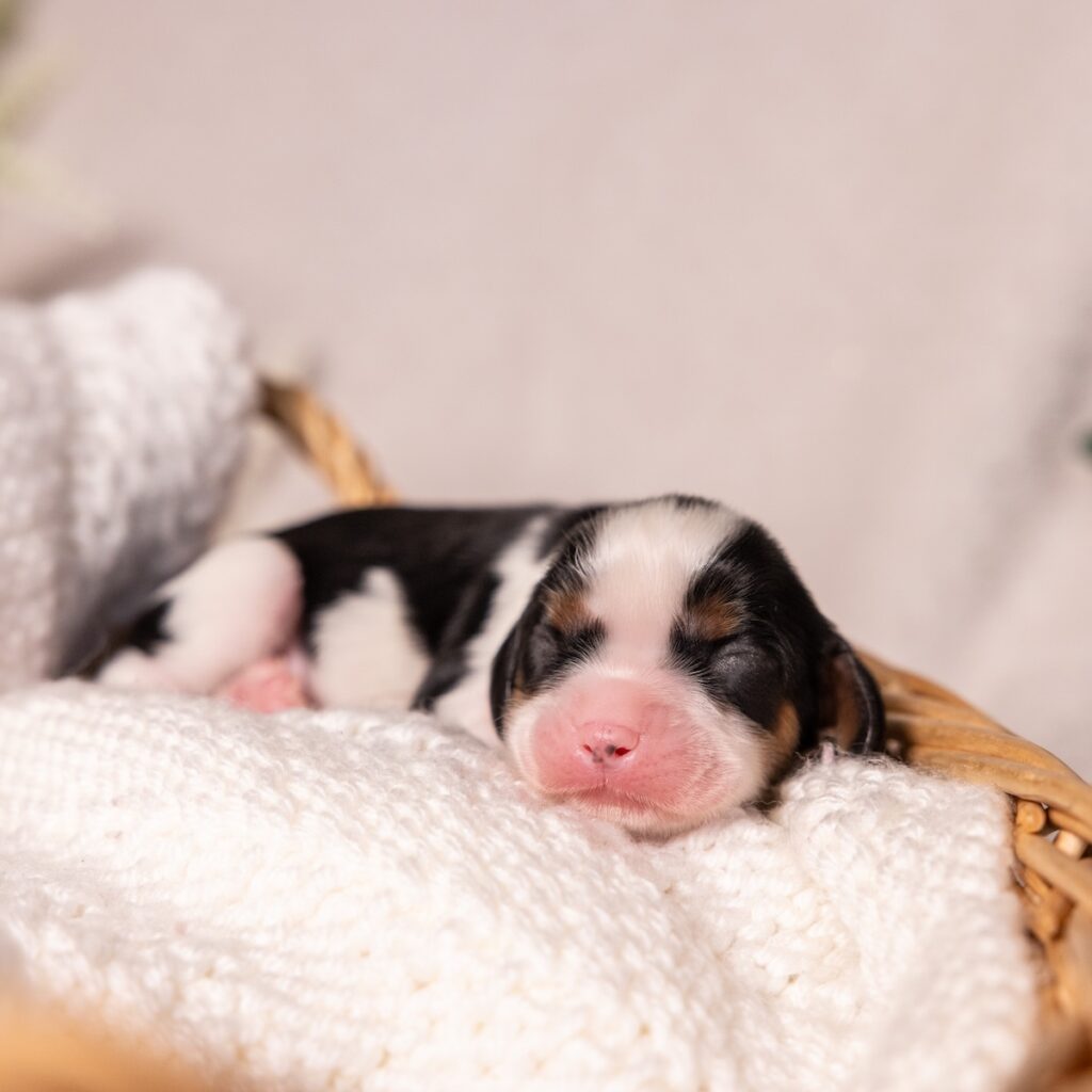 tri color King Charles Cavalier puppy