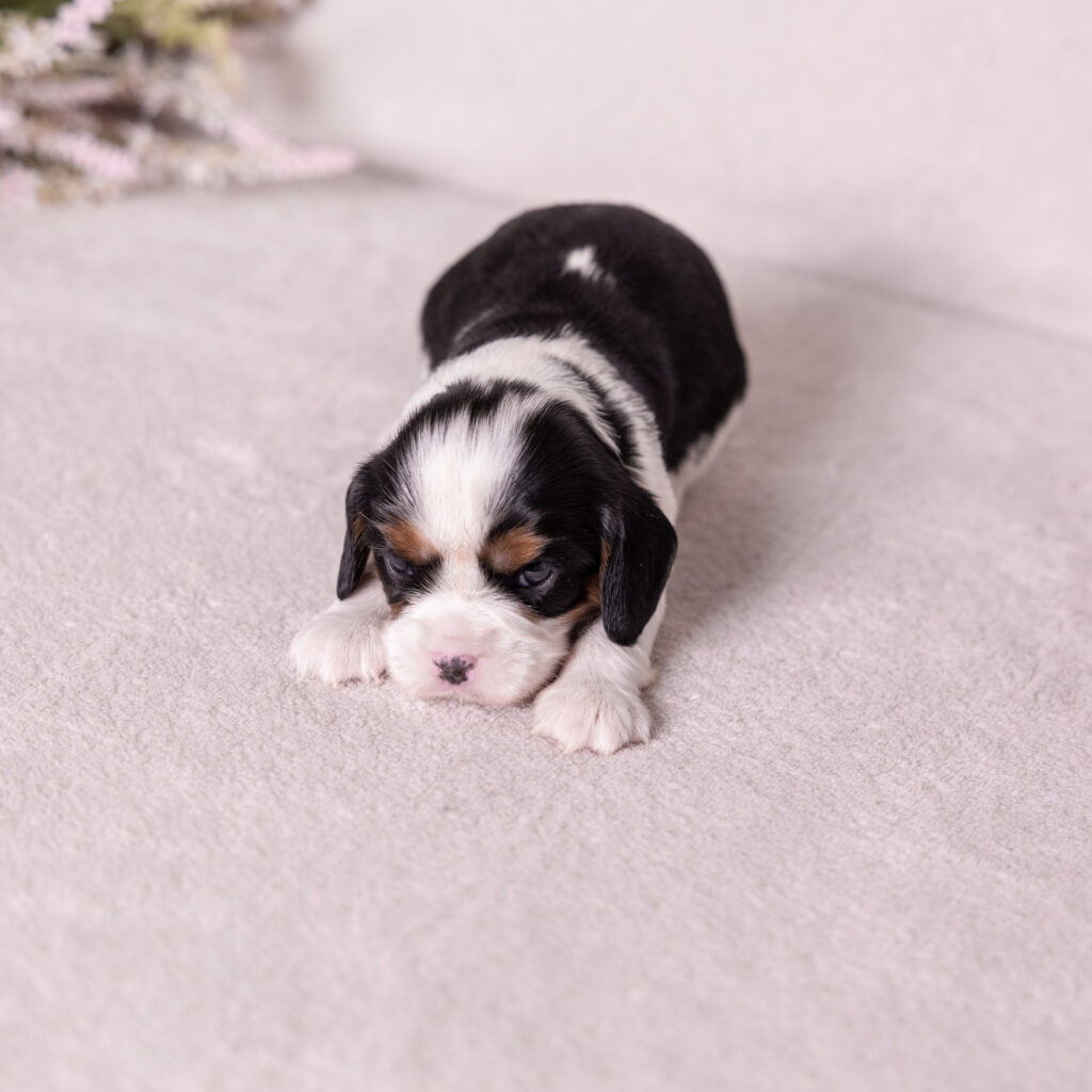 tri color King Charles Cavalier puppy for sale