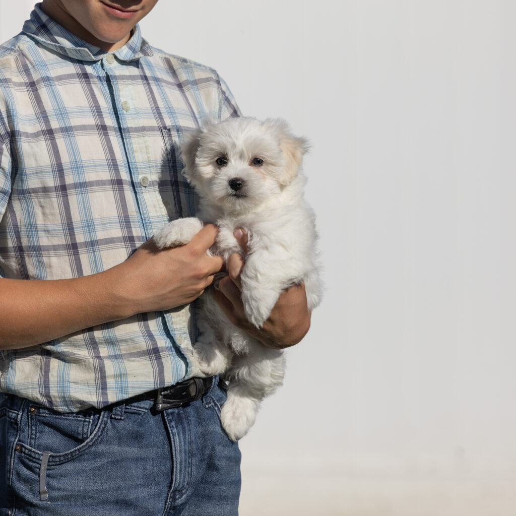 coton de tulear dog puppy breeders