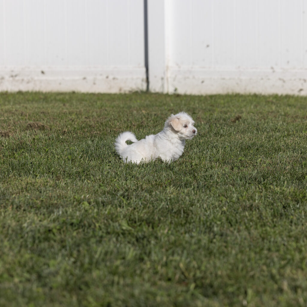 coton de tulear dog puppy for sale pa