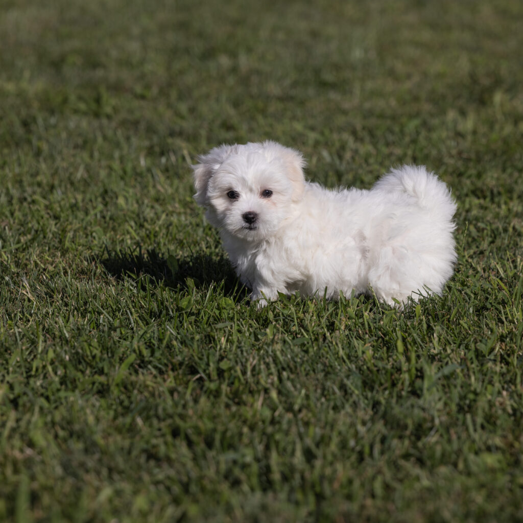 coton de tulear dog puppy