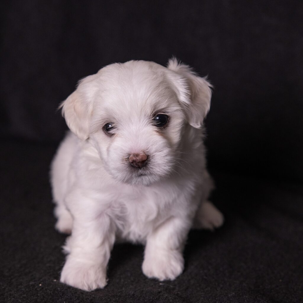 coton de tulear dogs
