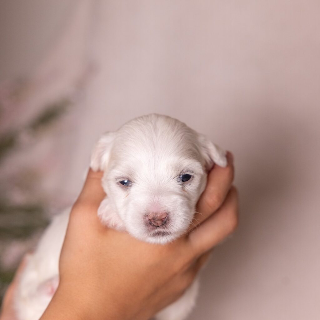 coton de tulear dogs