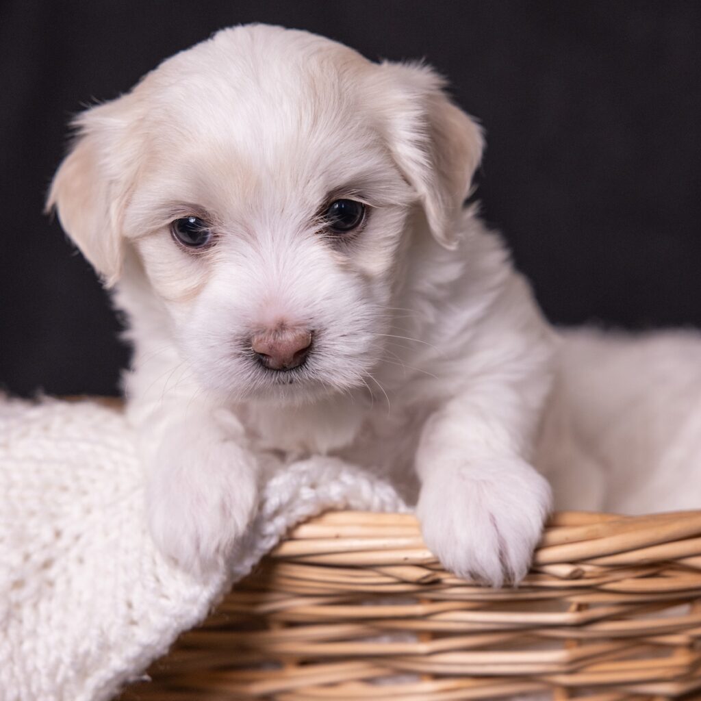 coton de tulear dogs for sale