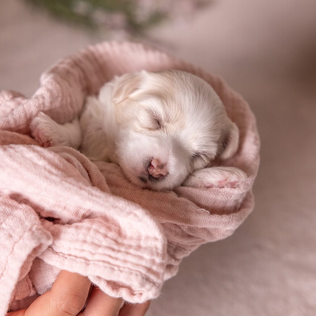 coton de tulear dogs for sale