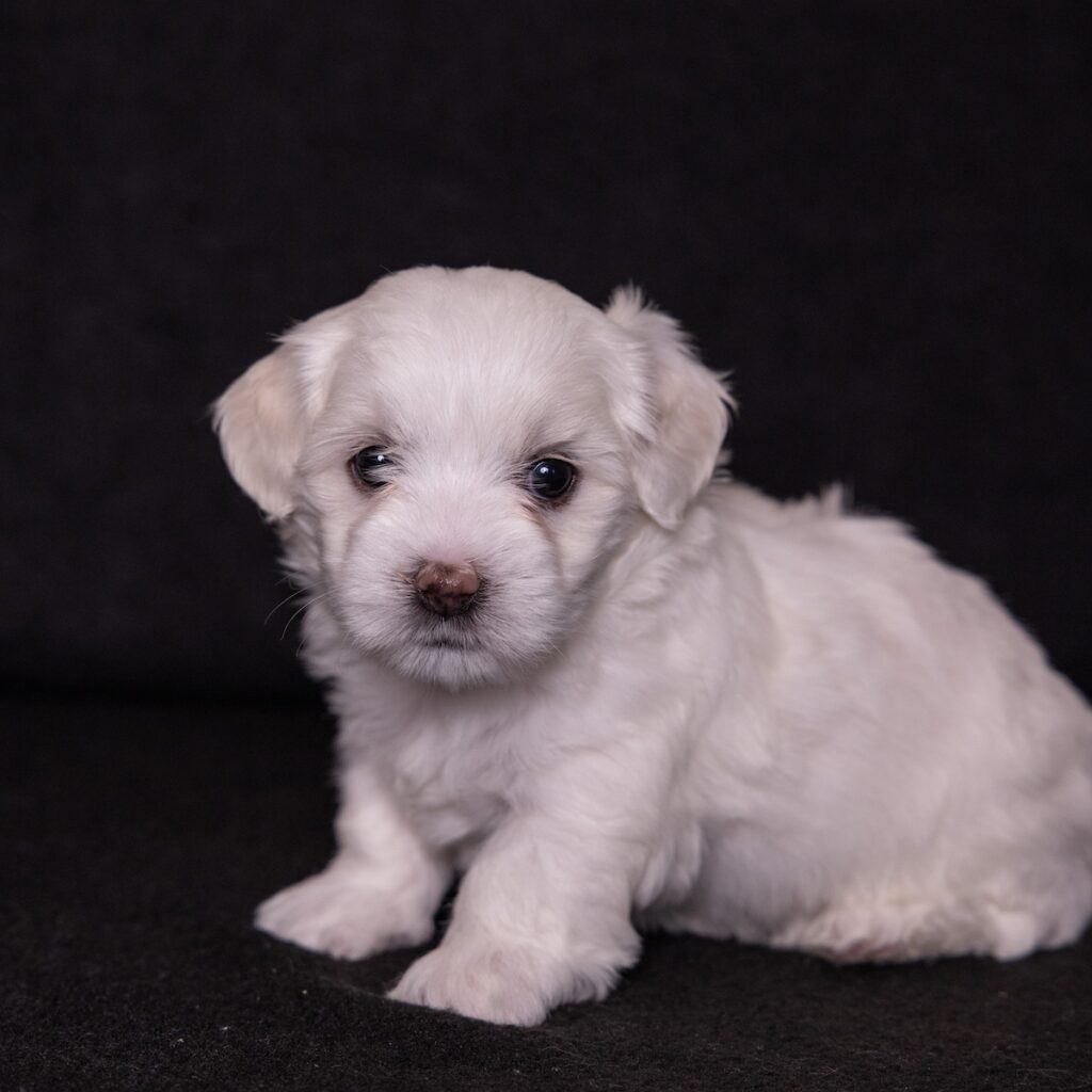 coton de tulear dogs for sale
