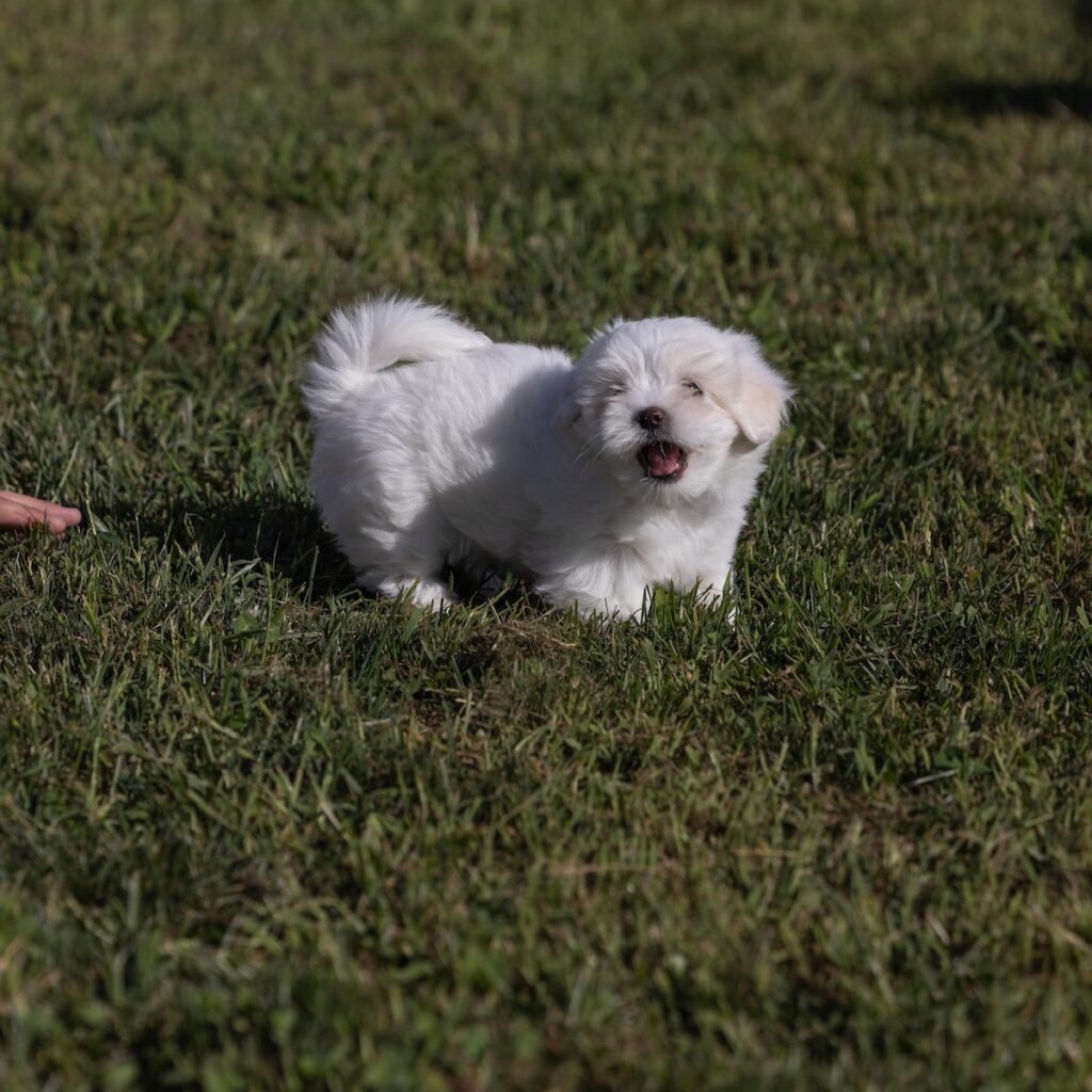 coton de tulear dogs for sale