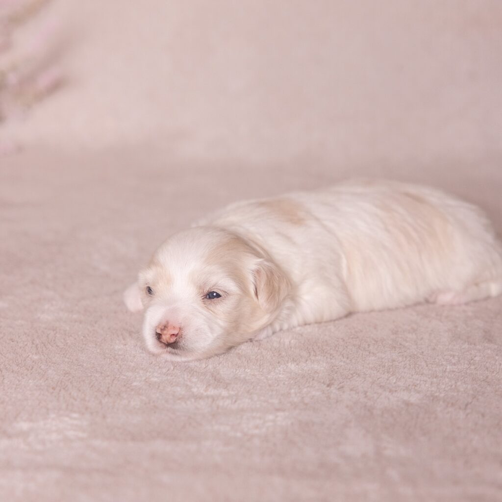 coton de tulear dogs for sale around pa