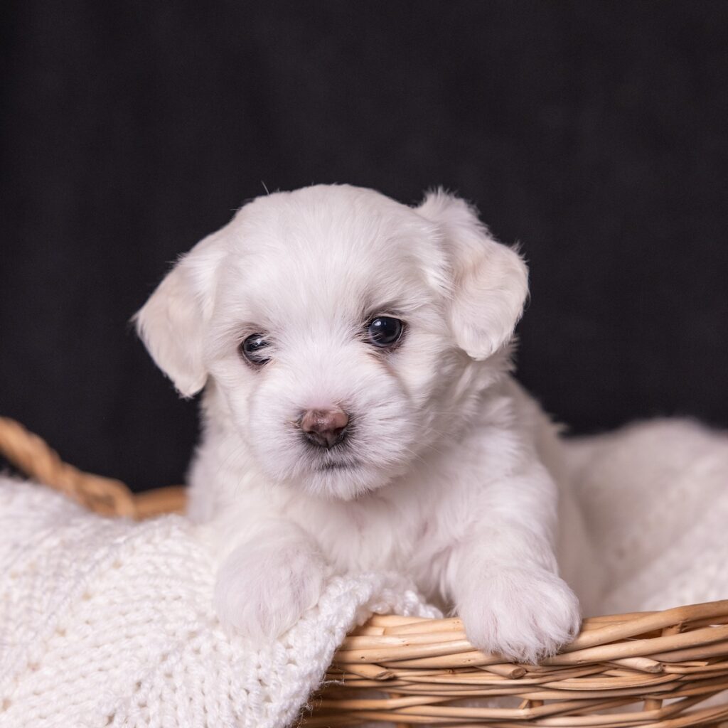 coton de tulear dogs for sale near dc