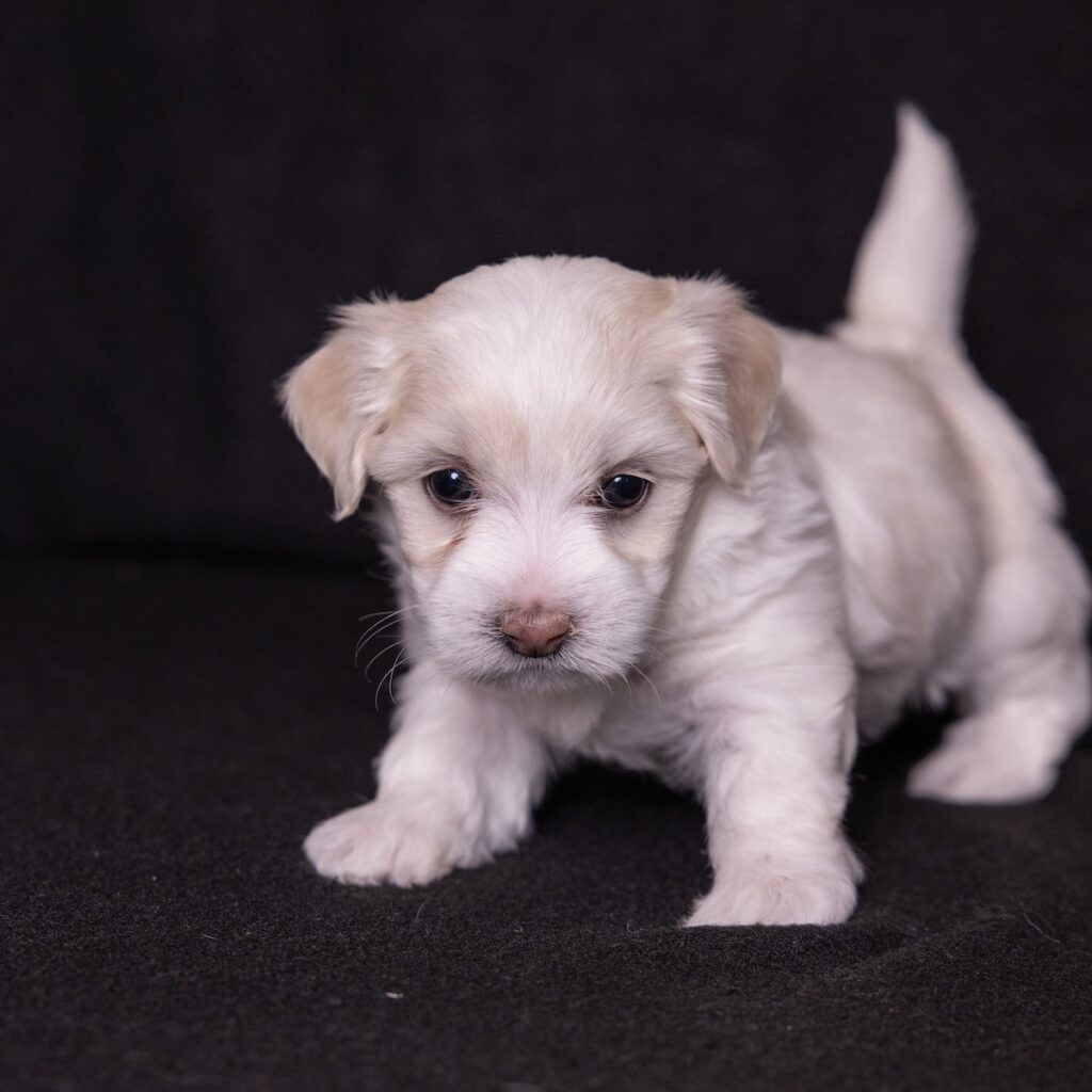 coton de tulear dogs for sale near dc