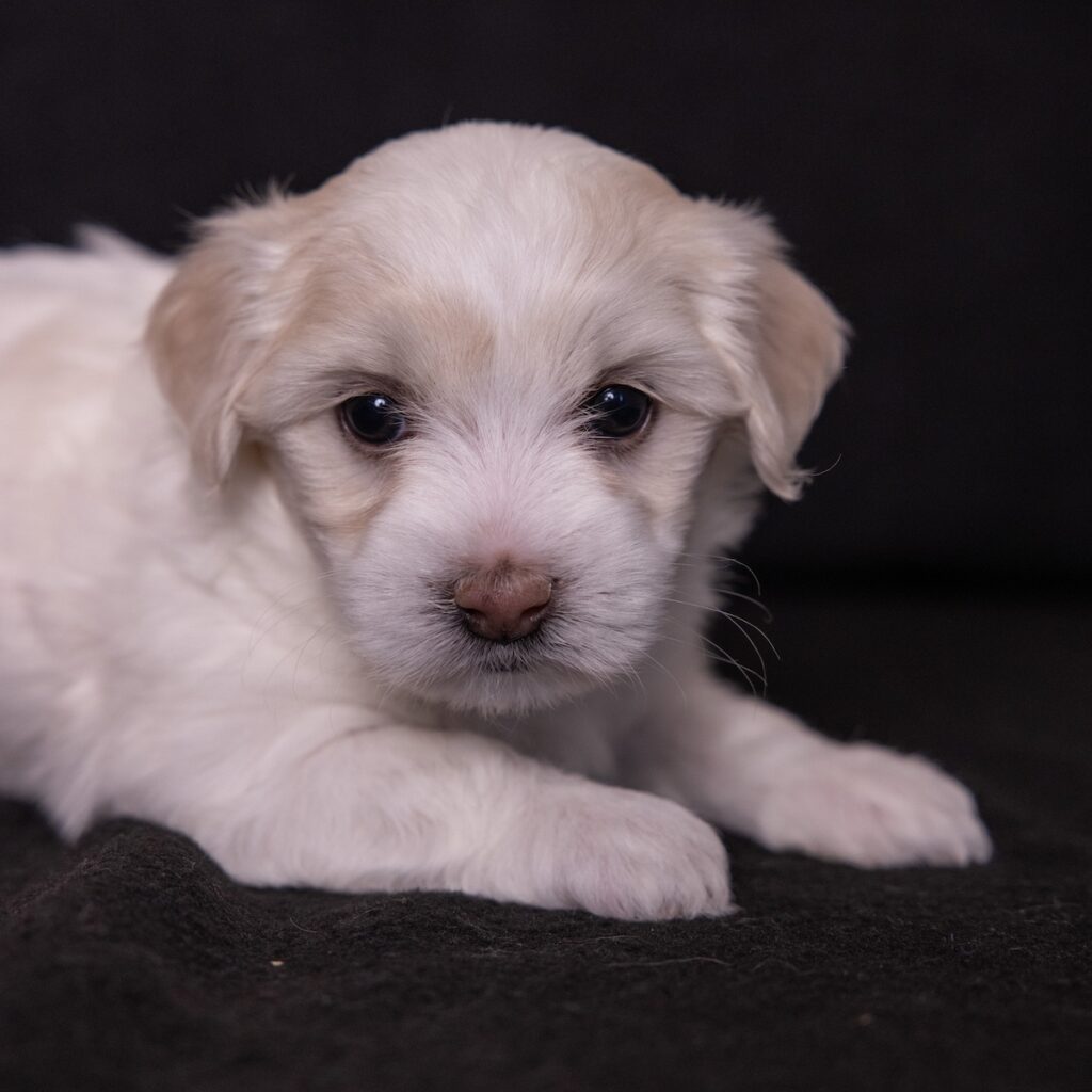 coton de tulear dogs for sale near me