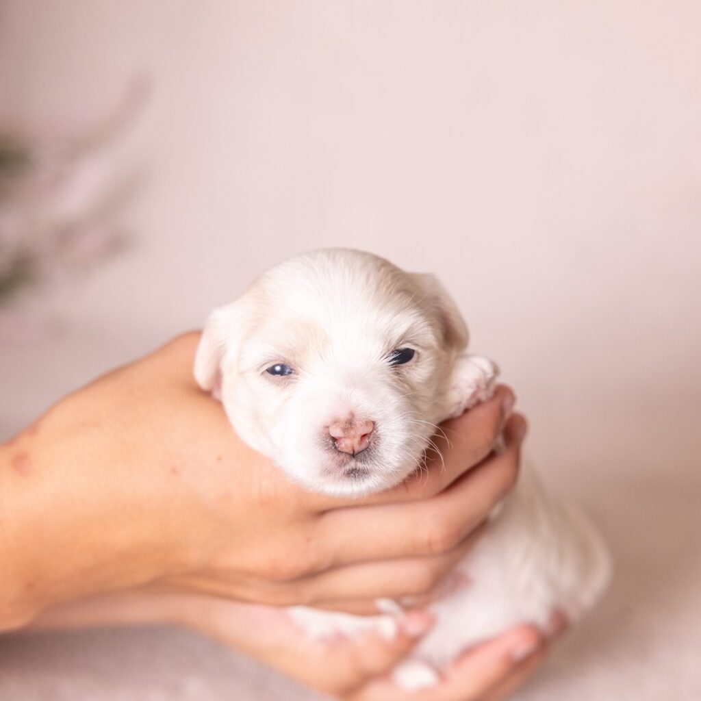coton de tulear dogs for sale near me