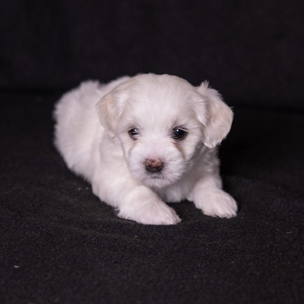 coton de tulear dogs for sale near me