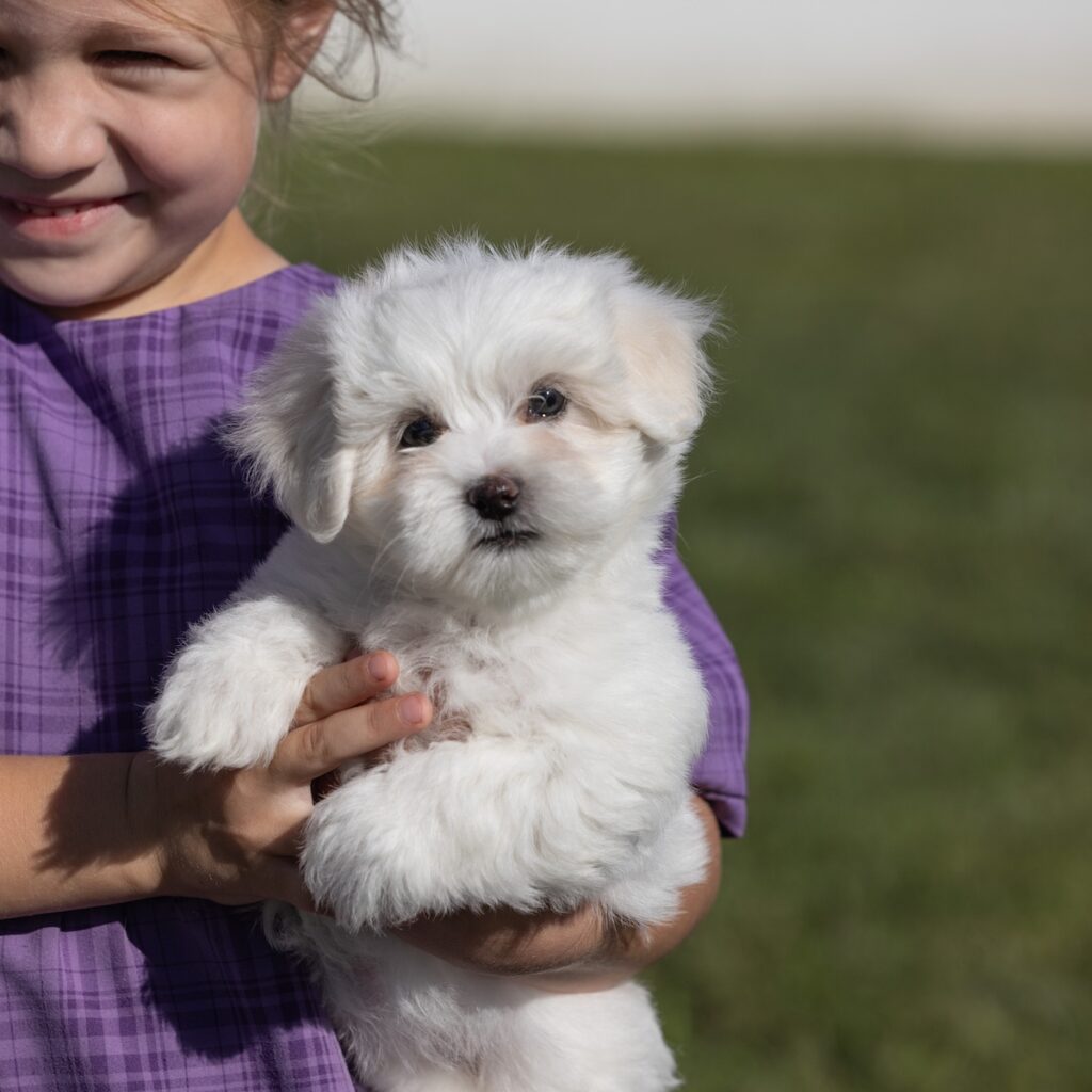 coton de tulear dogs for sale near me