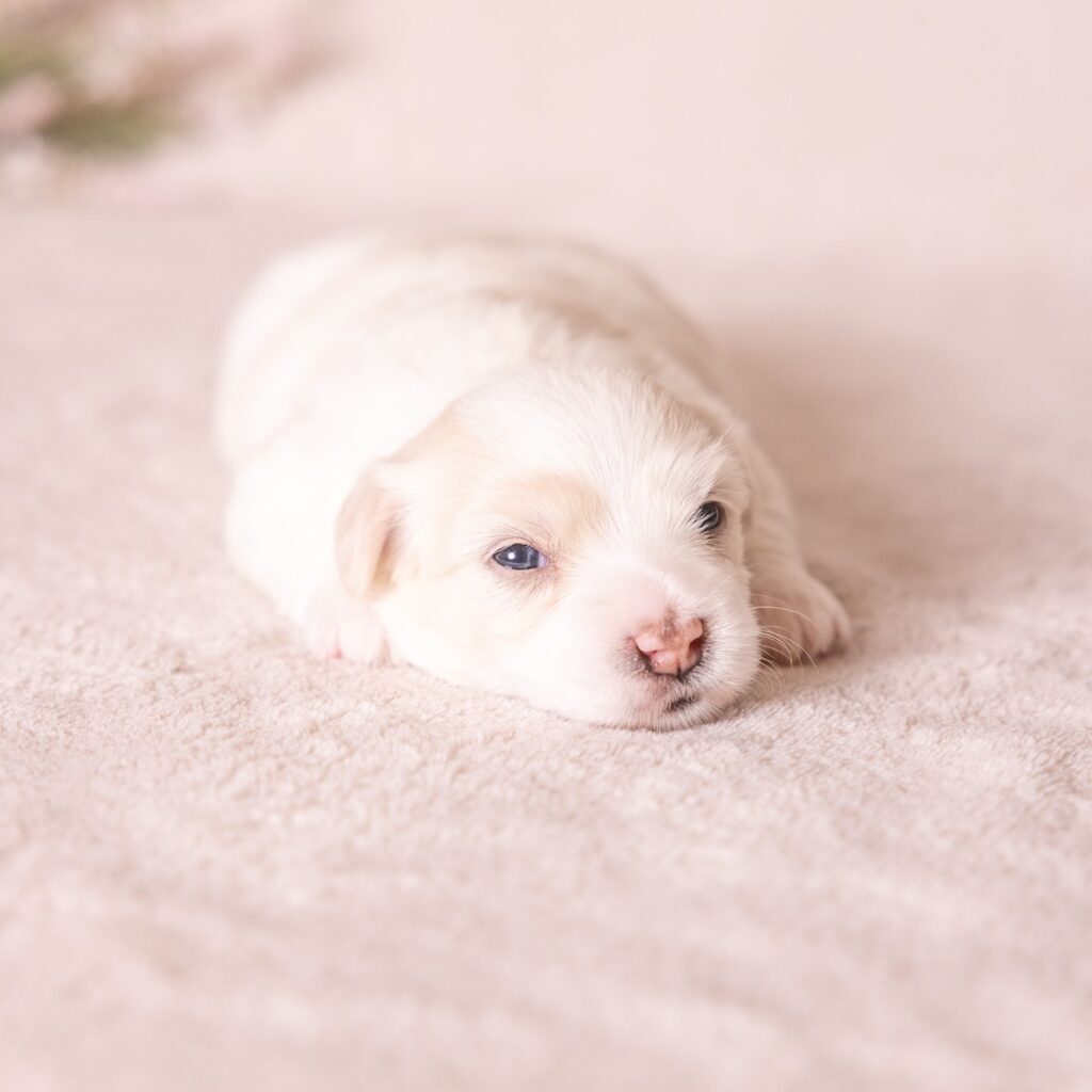 coton de tulear dogs for sale near me md