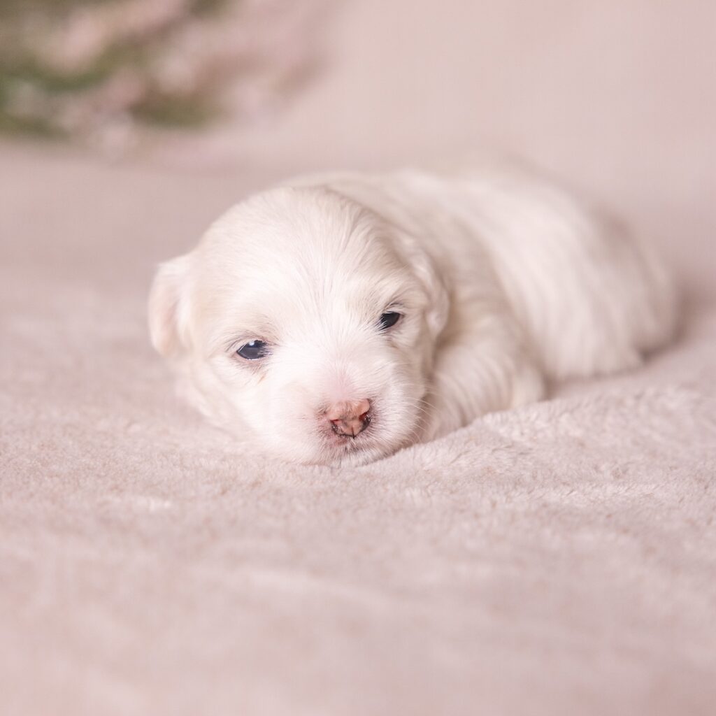 coton de tulear dogs for sale near ny