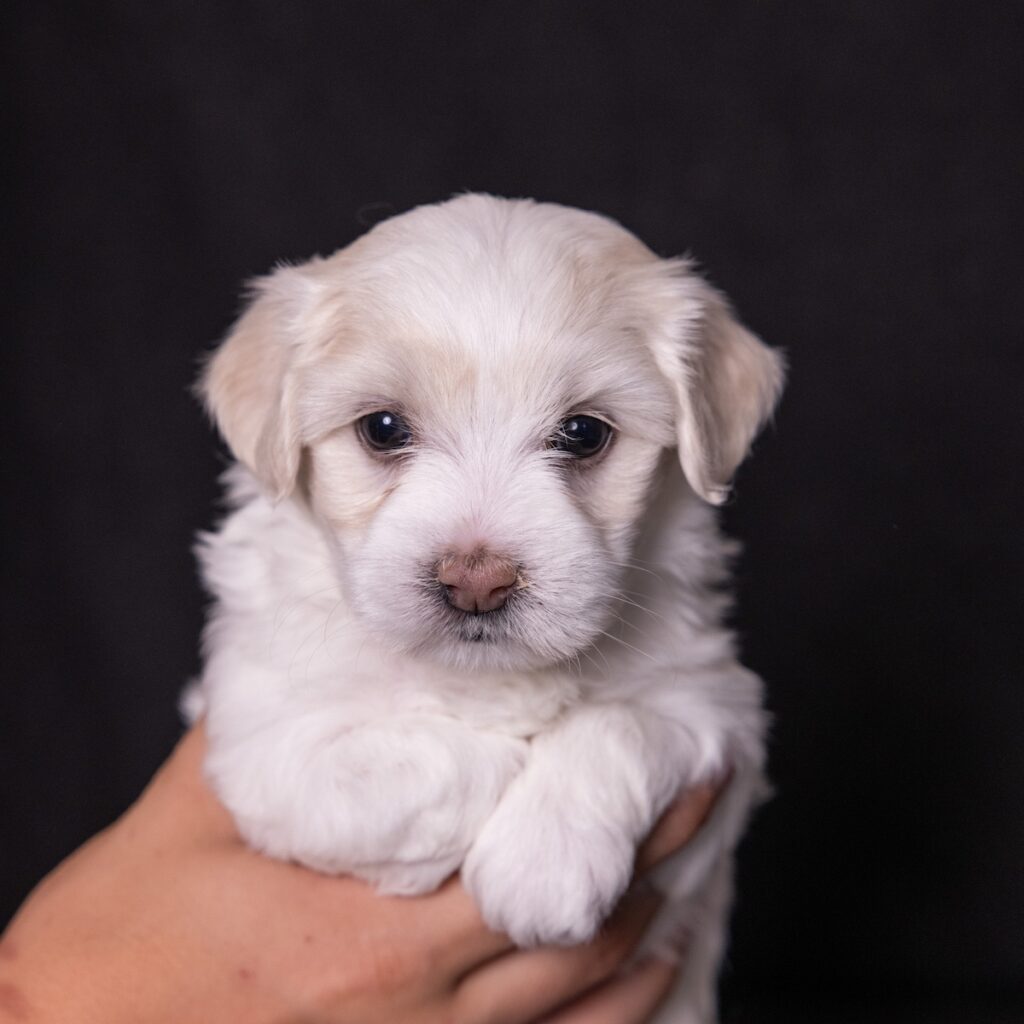 coton de tulear dogs for sale near nj